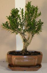 bonsai buxus microphylla
