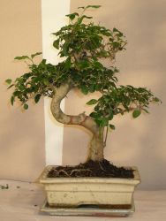 bonsai ligustrium japonicum