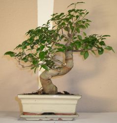 bonsai ligustrium japonicum