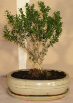 bonsai Buxus harlandii
