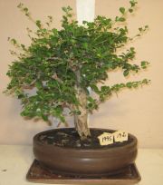 bonsai carmona
