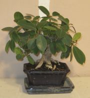 bonsai ficus
