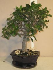 bonsai ficus