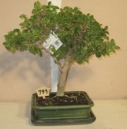 bonsai ficus