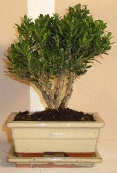 bonsai Buxus microphylla