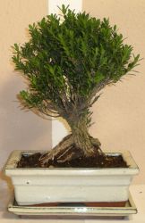 bonsai