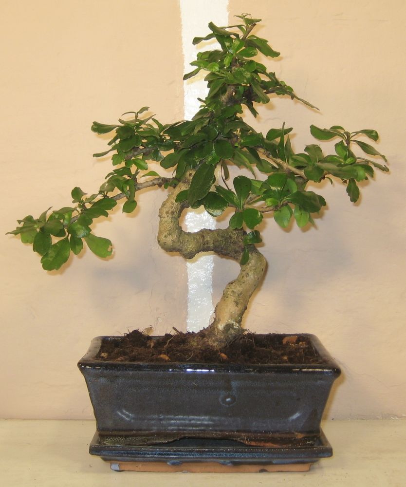 bonsaihjørnet.dk - Bonsai. Salg af indendørs bonsaiskåle, bonsaiværktøj, bonsaijord