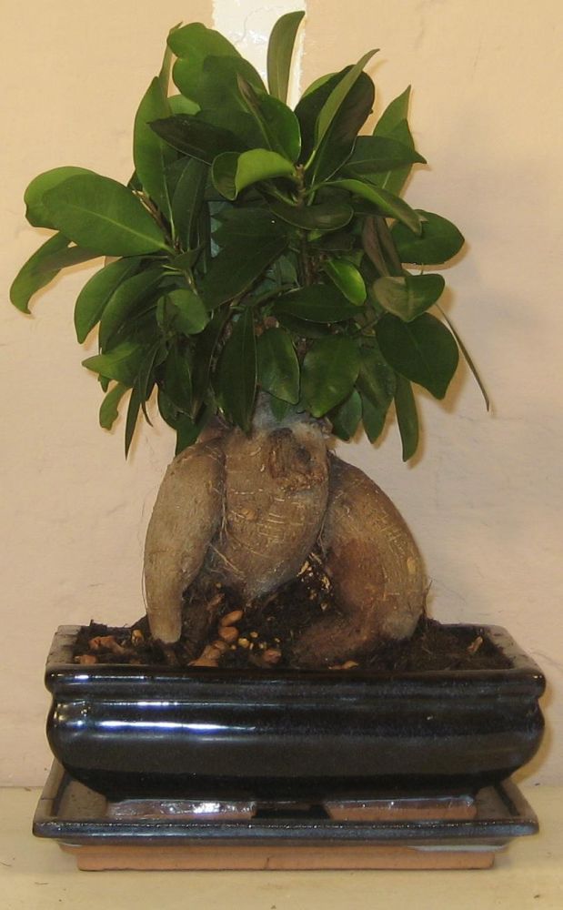 bonsaihjørnet.dk - Ficus bonsai pasningsvejledning