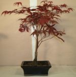 acer palmatum bonsai