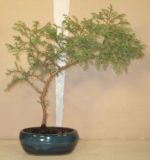 bonsai juniperus stricta