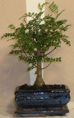 bonsai kinesisk peber zanthoxylum