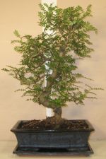 bonsai zanthoxylum