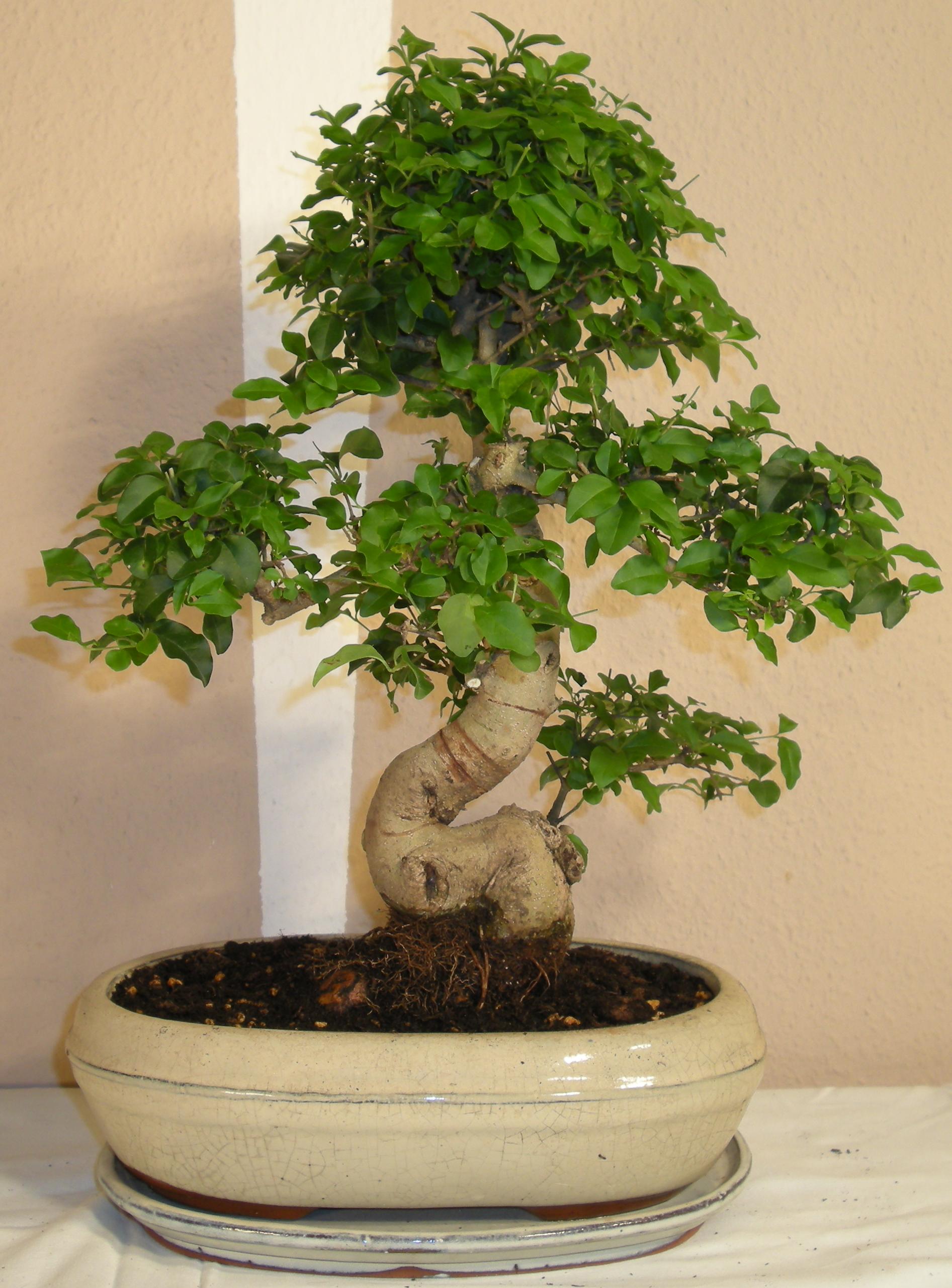 bonsaihjørnet.dk - Bonsai. Salg af indendørs bonsaiskåle, bonsaiværktøj, bonsaijord