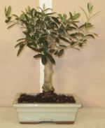 bonsai oliventr olea europea