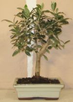 bonsai oliventr olea europea