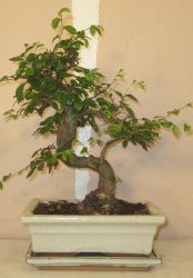bonsai
