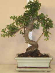 bonsai zelkova serrata