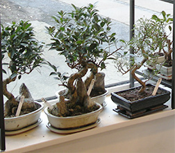 bonsai butik på Ålekistevej 63 i Vanløse, København