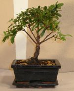 bonsai azalea