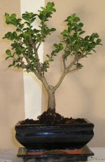 bonsai ilex crenata