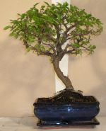 bonsai zelkova serrata