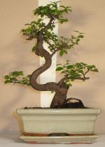 bonsai Sagaretia theezans