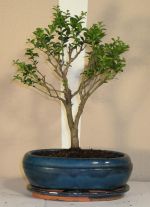 bonsai ilex crenata
