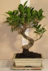 bonsaitr ficus