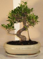 bonsai ficus microcarpa