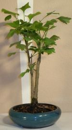 tempeltr bonsai