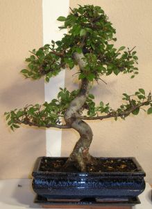 bonsai zelkova serrata