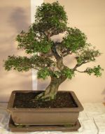 bonsai zelkova serrata