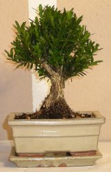bonsai buxus