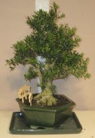 bonsai buxus