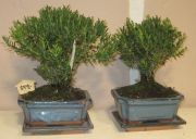 buxus bonsai