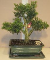 bonsai buxus