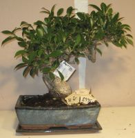 bonsai ficus