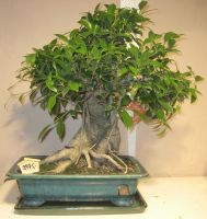 bonsai ficus