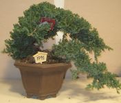 bonsai ligustrum