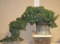 bonsai ligustrum