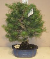 bonsai fyr