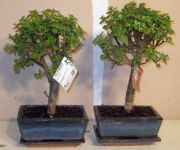 sukkulent bonsai