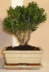 bonsaitr buxus