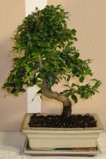 bonsai carmona retusa