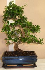 bonsai carmona