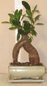 bonsai ficus microcarpa ginseng