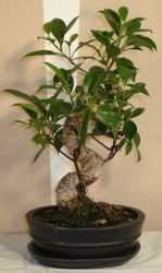 bonsai ficus microcarpa