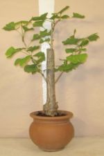 tempeltr bonsai