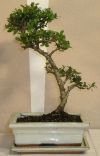 bonsaitr ilex