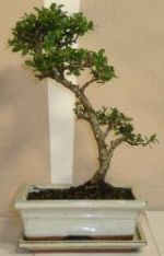 bonsaitr ilex